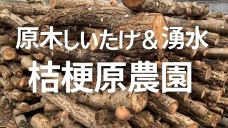 桔梗原農園の直売所に並ぶ肉厚な原木しいたけとおおなめこ（白老町の人気スポット）
