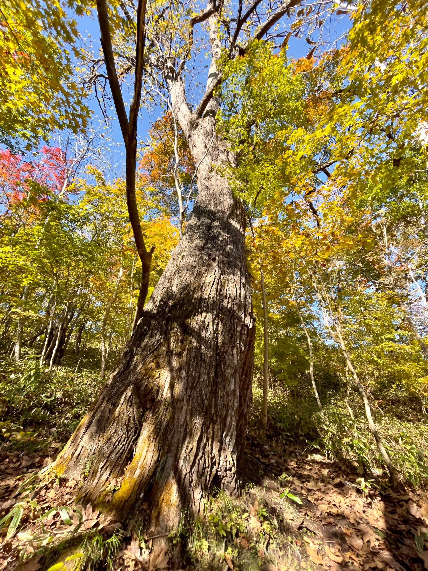 ポロトの森でナンバーワンのハリギリ巨木