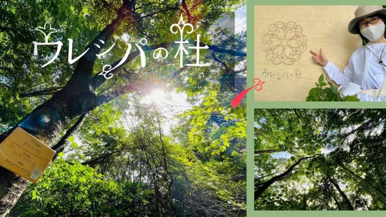 白老町のウレシパの杜をご紹介します